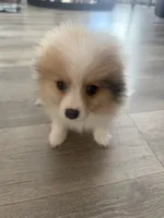 Cashmere , a female Pomeranian for sale in Fresno, CA – 4 of 4