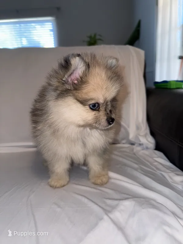 Charlie  – Pomeranian puppy for sale in Fresno, CA
