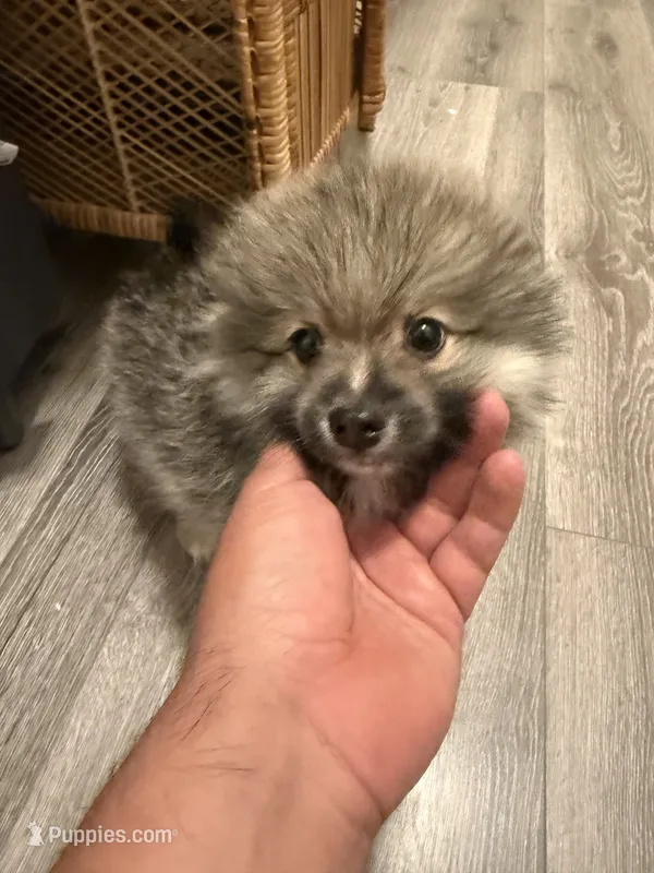 Tyson  – Pomeranian puppy for sale in Fresno, CA
