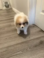 Cashmere , a female Pomeranian for sale in Fresno, CA – 3 of 4