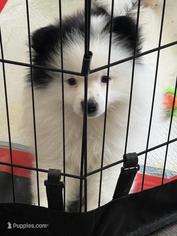 Junior (Valentino) – Pomeranian puppy for sale in Fresno, CA