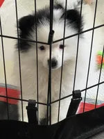 Junior (Valentino), a female Pomeranian for sale in Fresno, CA – 1 of 4