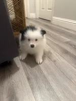 Junior (Valentino), a female Pomeranian for sale in Fresno, CA – 3 of 4