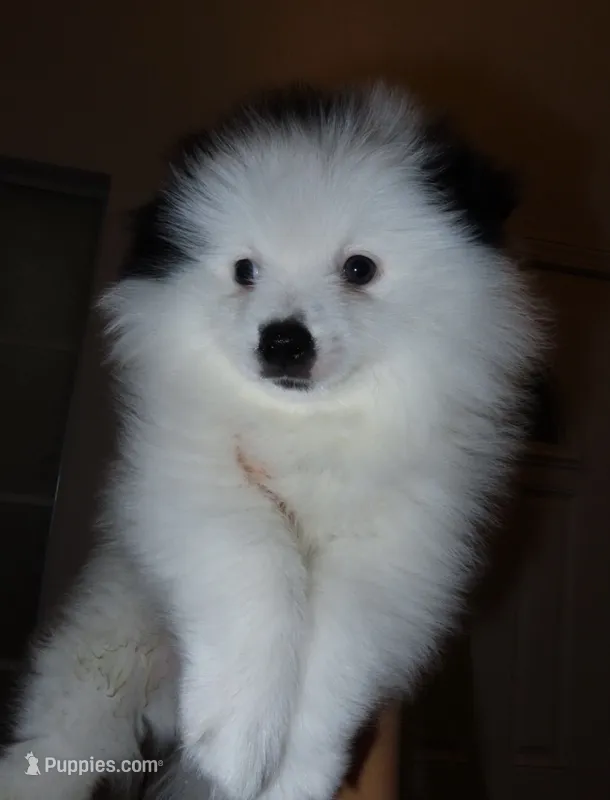 Junior (Valentino) – Pomeranian puppy for sale in Fresno, CA