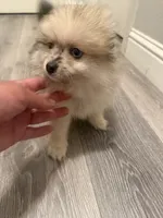 Charlie , a male Pomeranian for sale in Fresno, CA – 3 of 3