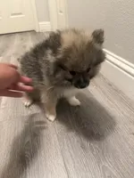 Tyson , a male Pomeranian for sale in Fresno, CA – 4 of 4