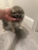 Tyson , a male Pomeranian for sale in Fresno, CA – 3 of 4