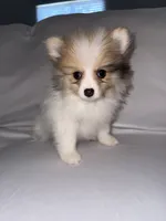 Cashmere , a female Pomeranian for sale in Fresno, CA – 2 of 4