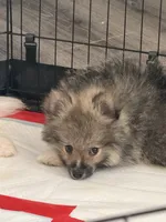 Tyson , a male Pomeranian for sale in Fresno, CA – 2 of 4