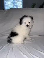 Junior (Valentino), a female Pomeranian for sale in Fresno, CA – 2 of 4
