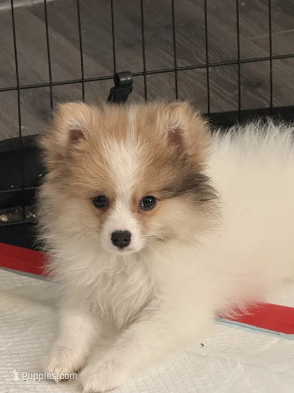 Cashmere  – Pomeranian puppy for sale in Fresno, CA