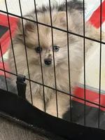 Charlie , a male Pomeranian for sale in Fresno, CA – 2 of 3