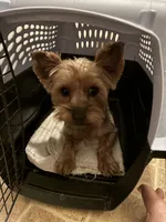 Brodie Rigsbee, a male Yorkshire Terrier for sale in Columbus, OH – 8 of 9