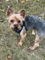 Brodie Rigsbee, a male Yorkshire Terrier for sale in Columbus, OH – 2 of 9