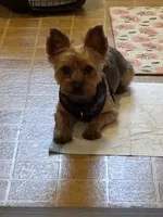 Brodie Rigsbee, a male Yorkshire Terrier for sale in Columbus, OH – 7 of 9