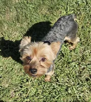 Brodie Rigsbee, a male Yorkshire Terrier for sale in Columbus, OH – 4 of 9