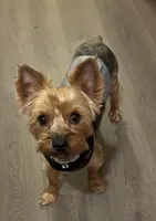 Brodie Rigsbee, a male Yorkshire Terrier for sale in Columbus, OH – 5 of 9