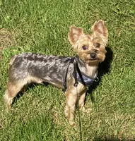 Brodie Rigsbee, a male Yorkshire Terrier for sale in Columbus, OH – 3 of 9