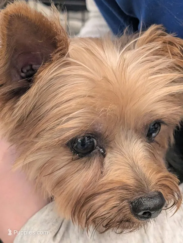 Brodie Rigsbee – Yorkshire Terrier puppy for sale in Columbus, OH