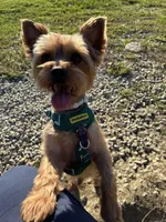 Brodie Rigsbee, a male Yorkshire Terrier for sale in Columbus, OH – 6 of 9
