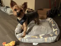 Brodie Rigsbee, a male Yorkshire Terrier for sale in Columbus, OH – 9 of 9