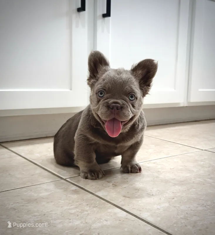 Axel – French Bulldog puppy for sale in San Diego, CA