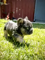 Diva , a female French Bulldog for sale in San Diego, CA – 8 of 9