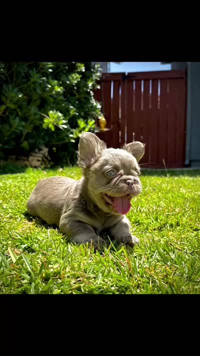 Prada, a female French Bulldog for sale in San Diego, CA – 6 of 10