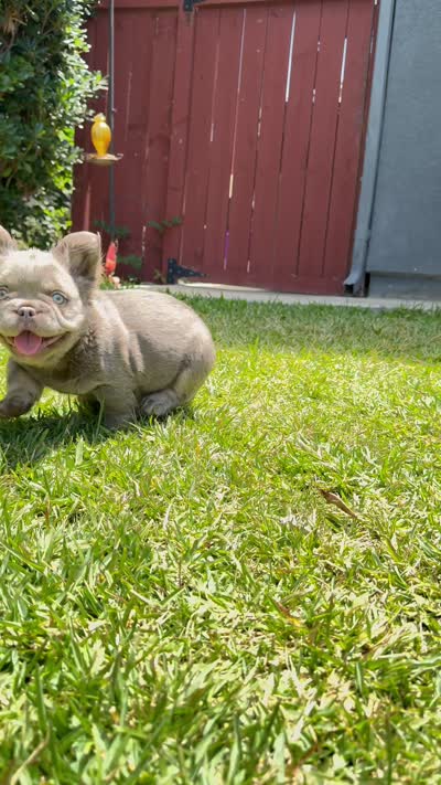 Axel, a male French Bulldog for sale in San Diego, CA – 8 of 9