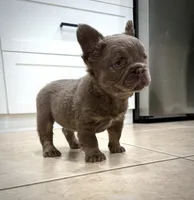 Teddy , a male French Bulldog for sale in San Diego, CA – 5 of 7