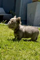 Axel, a male French Bulldog for sale in San Diego, CA – 3 of 9