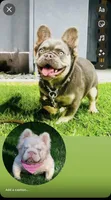 Teddy , a male French Bulldog for sale in San Diego, CA – 6 of 7