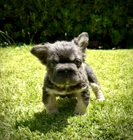 Diva , a female French Bulldog for sale in San Diego, CA – 4 of 9