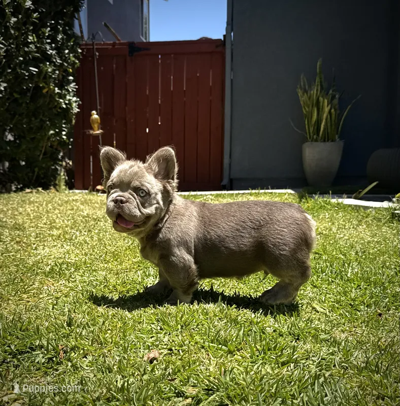 Axel – French Bulldog puppy for sale in San Diego, CA