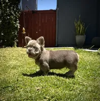 Axel, a male French Bulldog for sale in San Diego, CA – 3 of 6