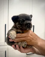 Diva , a female French Bulldog for sale in San Diego, CA – 7 of 9