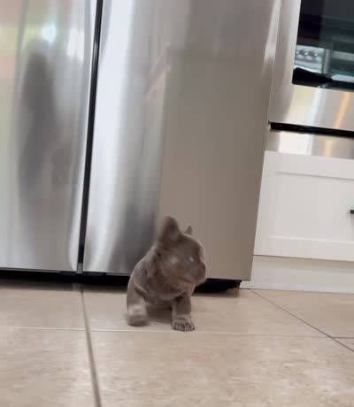 Axel, a male French Bulldog for sale in San Diego, CA – 5 of 9