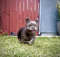 Axel, a male French Bulldog for sale in San Diego, CA – 1 of 6