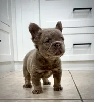 Teddy , a male French Bulldog for sale in San Diego, CA – 4 of 7