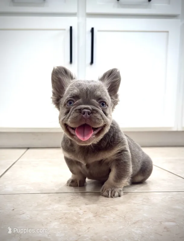 Prada – French Bulldog puppy for sale in San Diego, CA