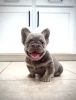Prada, a female French Bulldog for sale in San Diego, CA – 2 of 10