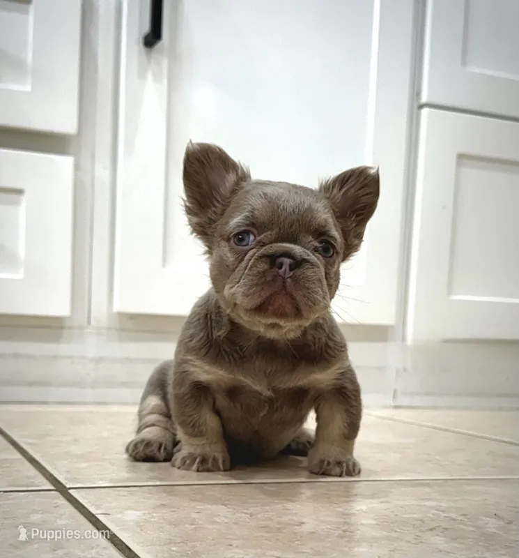 Prada – French Bulldog puppy for sale in San Diego, CA
