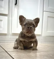 Prada, a female French Bulldog for sale in San Diego, CA – 1 of 10