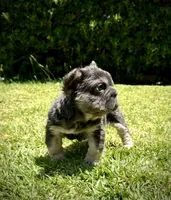 Diva , a female French Bulldog for sale in San Diego, CA – 2 of 9