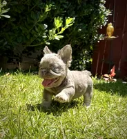 Prada, a female French Bulldog for sale in San Diego, CA – 2 of 10
