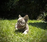 Prada, a female French Bulldog for sale in San Diego, CA – 8 of 10