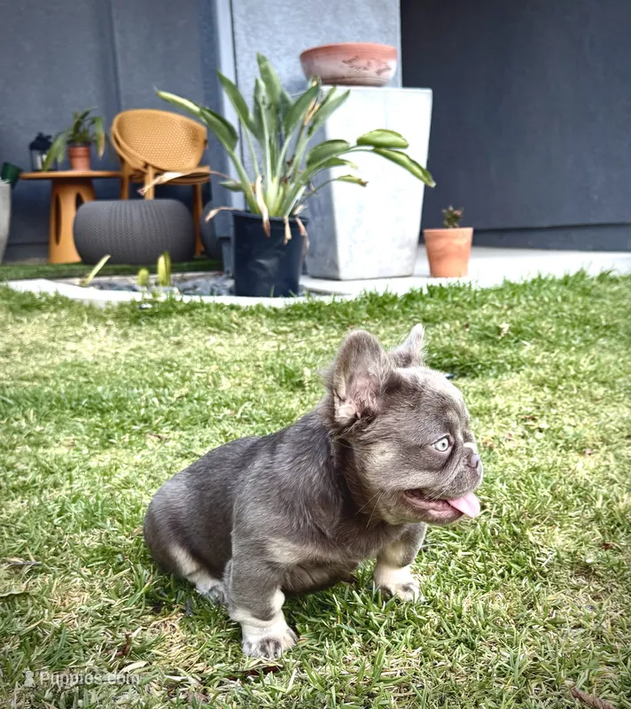 Prada – French Bulldog puppy for sale in San Diego, CA