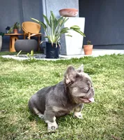 Prada, a female French Bulldog for sale in San Diego, CA – 1 of 10