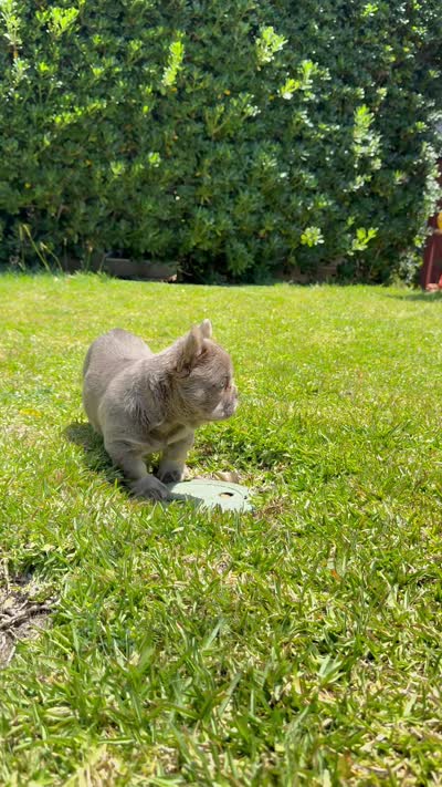 Axel, a male French Bulldog for sale in San Diego, CA – 9 of 9