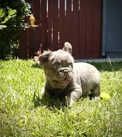 Teddy , a male French Bulldog for sale in San Diego, CA – 2 of 7